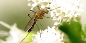 מדוע הדברת יתושים חשובה?